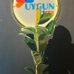 KAUÇUK TEKLİ