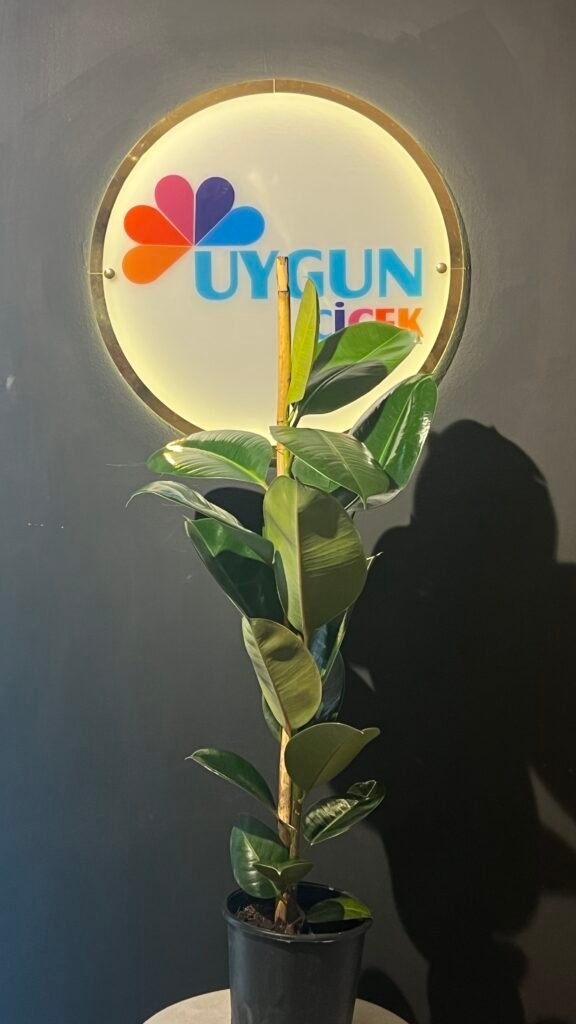 KAUÇUK TEKLİ