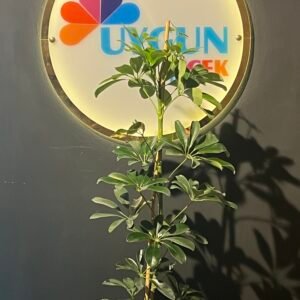ŞEFLERA TEKLİ