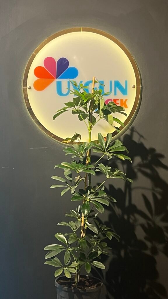 ŞEFLERA TEKLİ