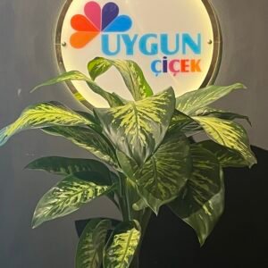 TROPİK BÜYÜK
