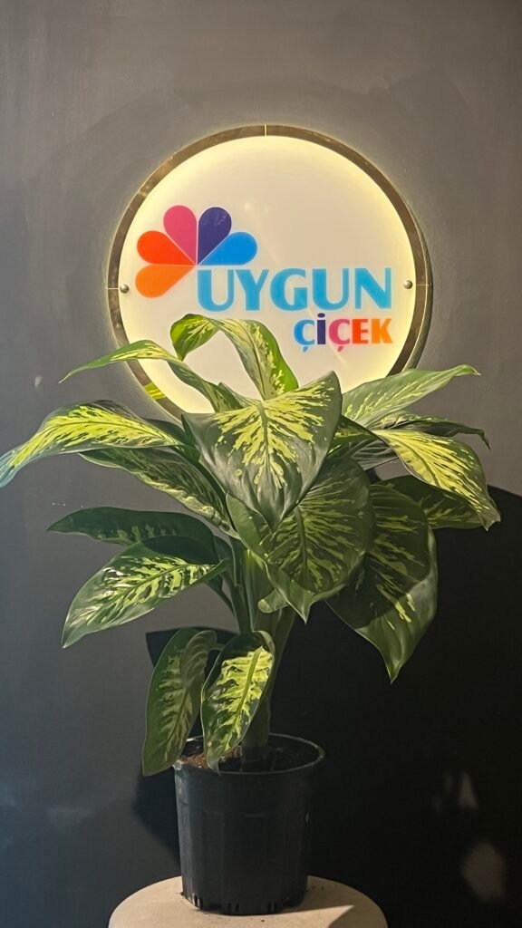 TROPİK BÜYÜK