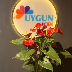 ANTORİUM