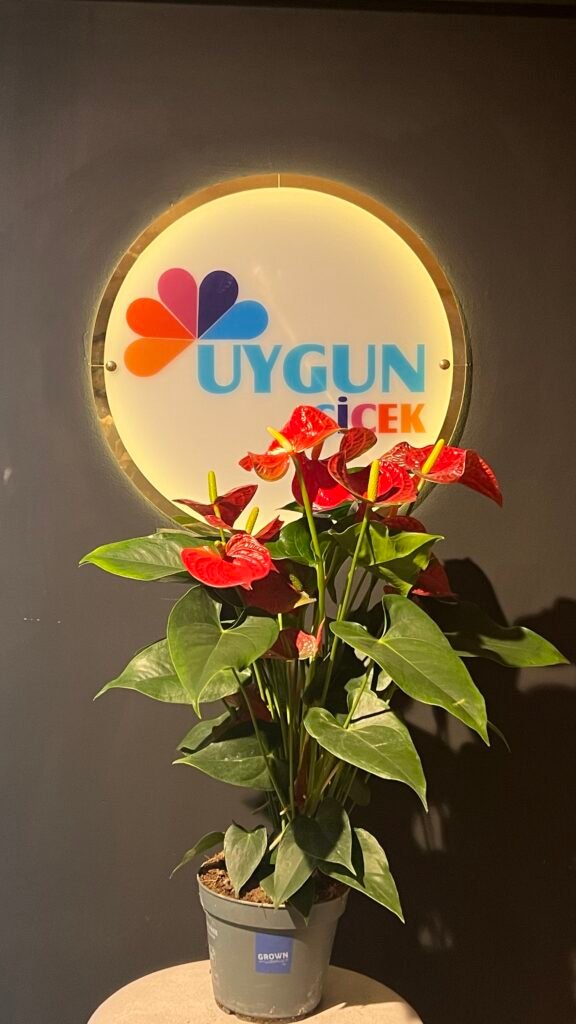 ANTORİUM
